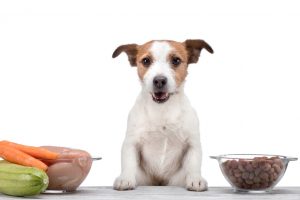 Stavte na psie krmivo prvotriednej kvality!