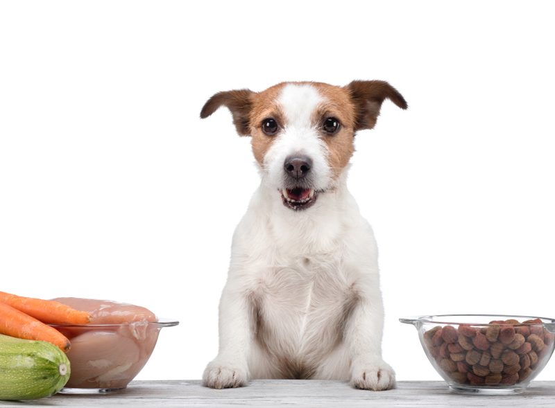 Stavte na psie krmivo prvotriednej kvality!